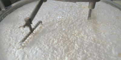 latte, pecorino