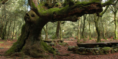 bosco ente foreste