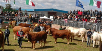 mostra bovini ozieri